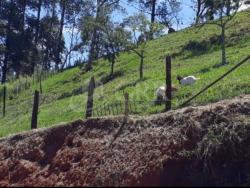 #CH00169 - Chácara para Venda em Monteiro Lobato - SP - 3